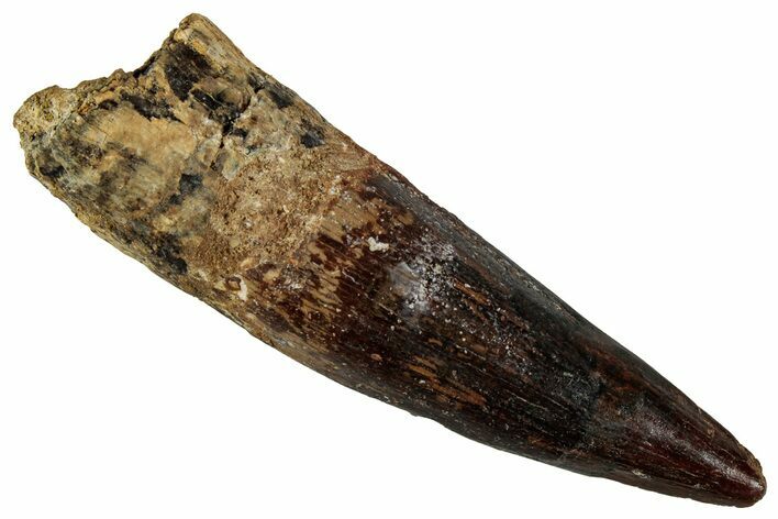 Fossil Spinosaurus Tooth - Real Dinosaur Tooth #354810